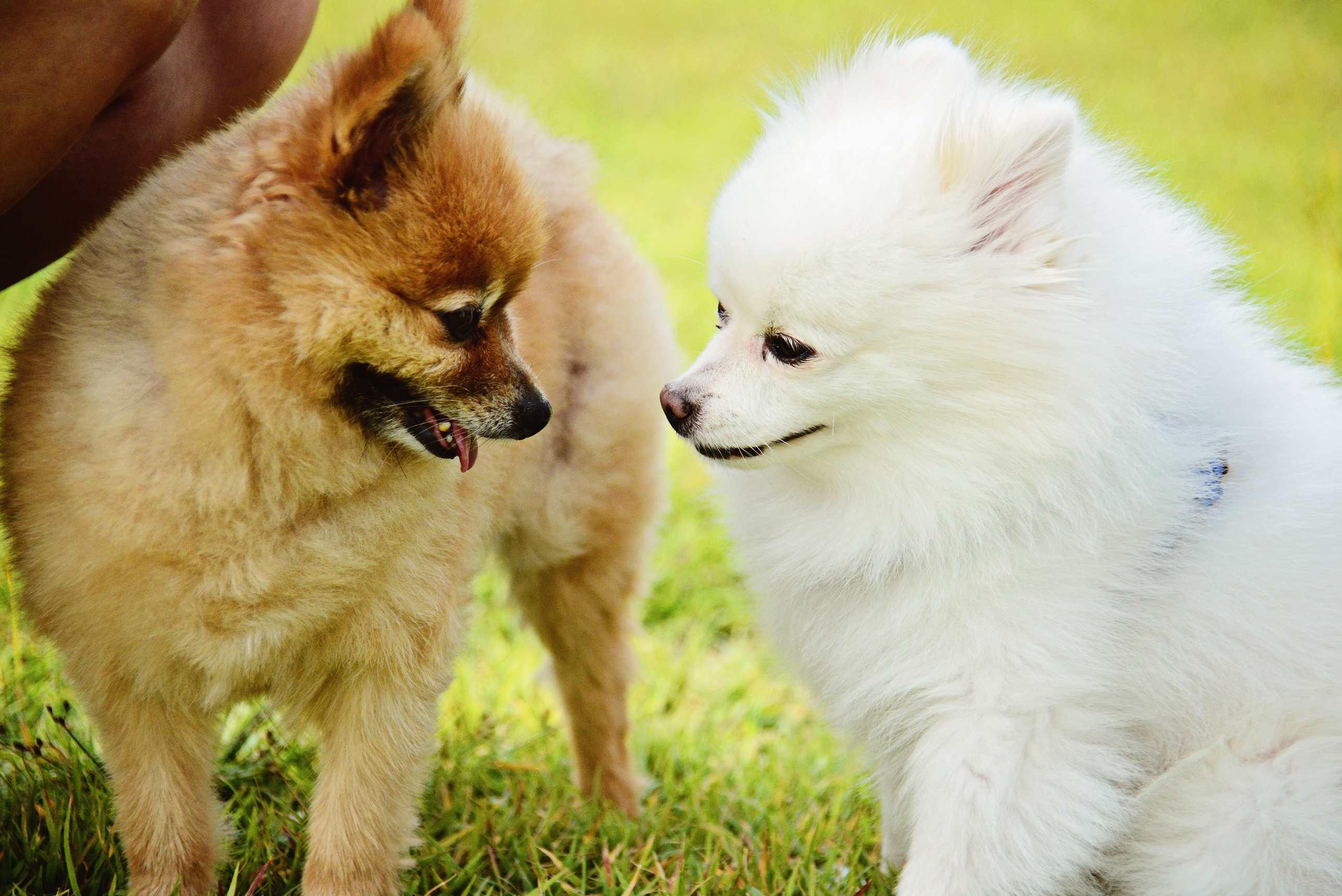 Dogs View Facial Expressions Like US