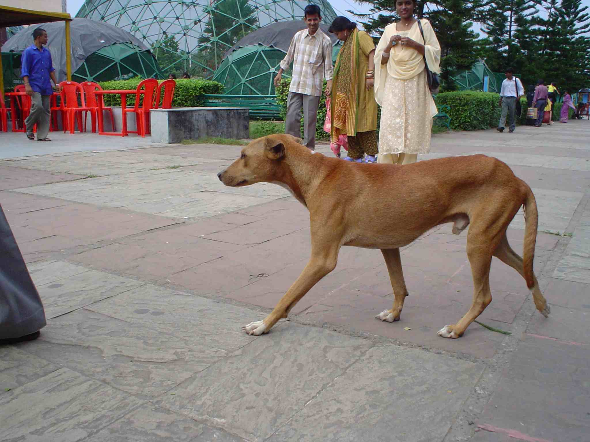 Why Some Dogs Are Better at Problem-Solving