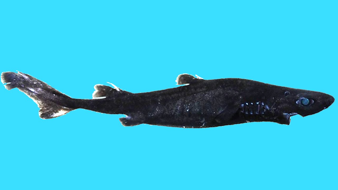 New Shark Species Etmopterus Benchleyi Can Light Up the Sea