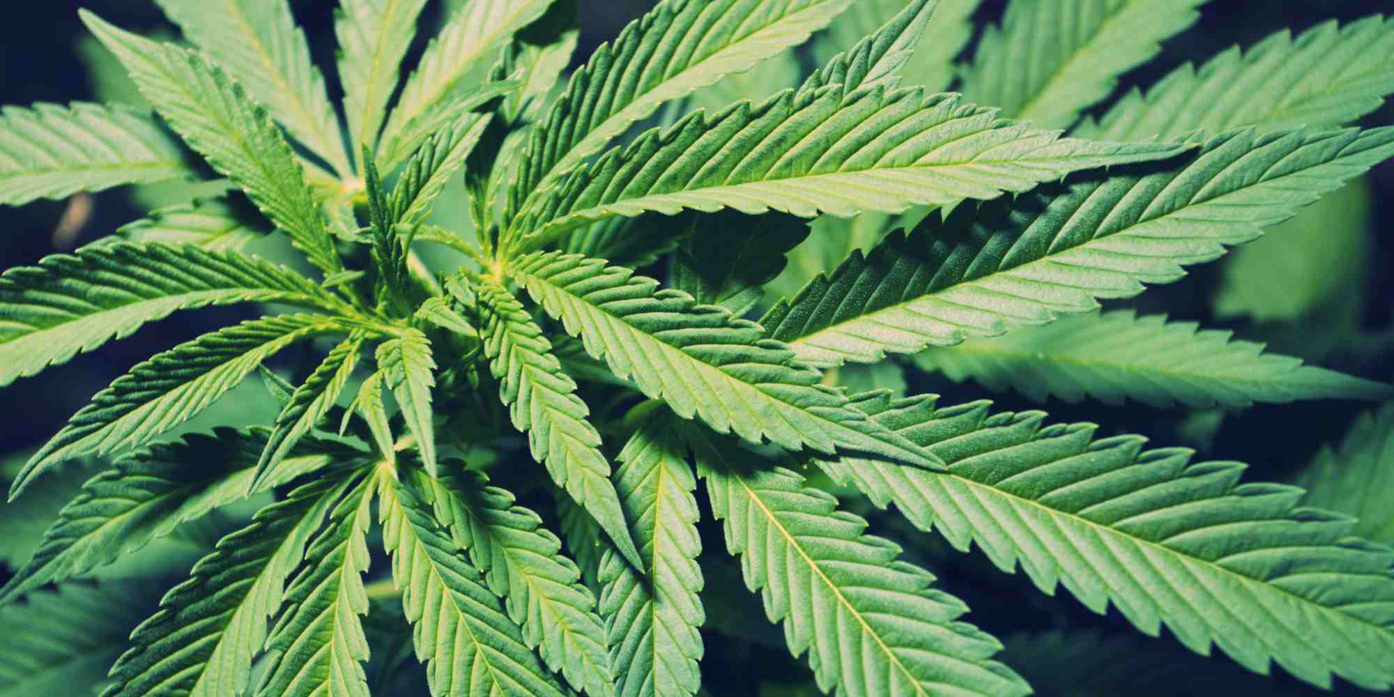 Marijuana Derivative Can Safely Reduce Epilepsy Seizures