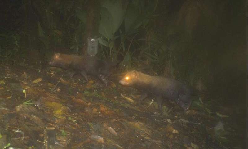Elusive Bush Dog Widespread in Panama