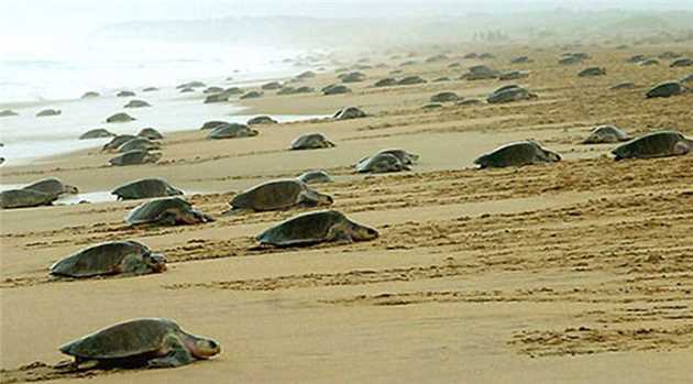 Hundreds Of Sea Turtles Found Dead on Odisha Beach