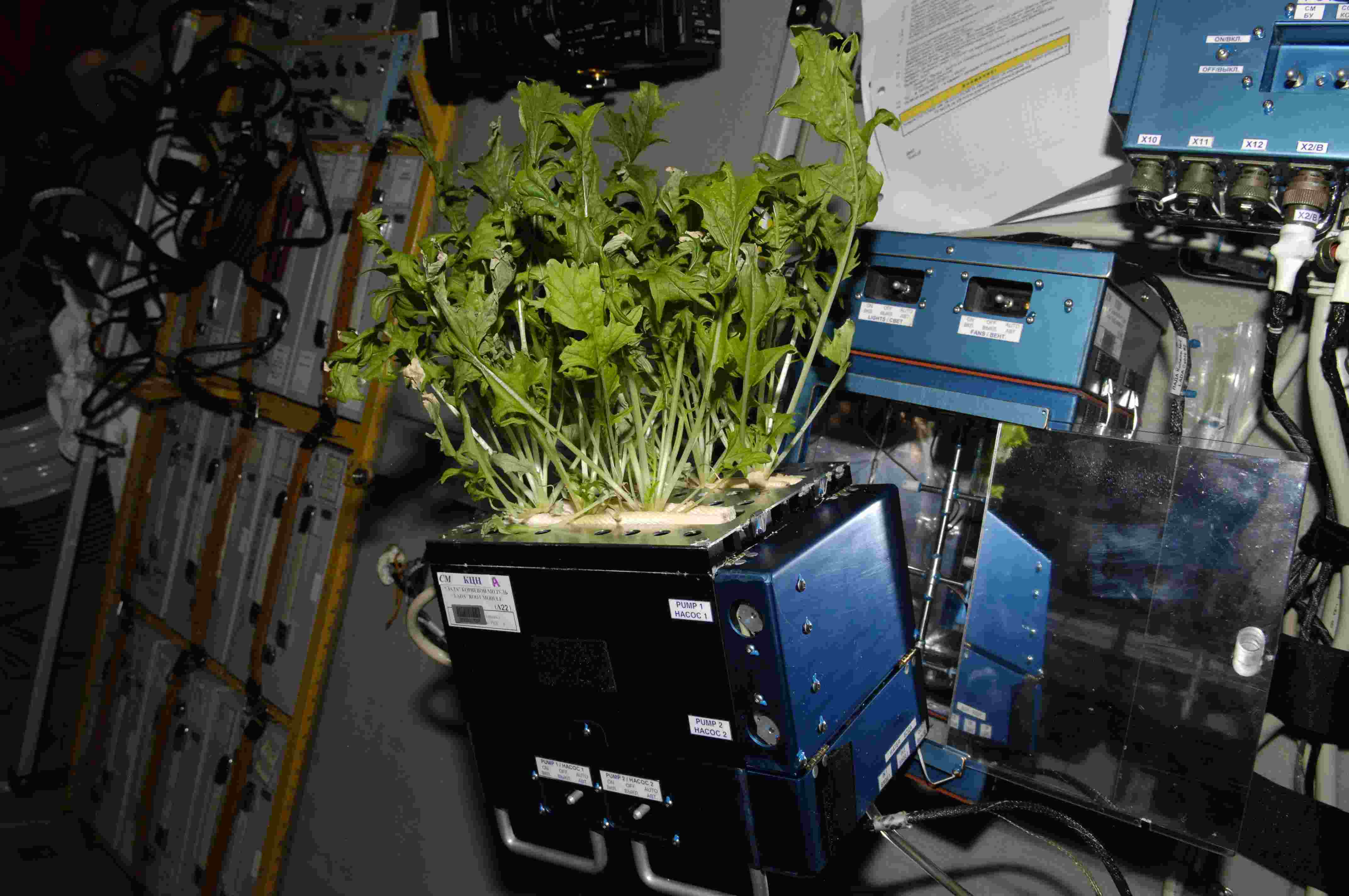 Space Gardening Can Help Astronauts Reduce Stress!