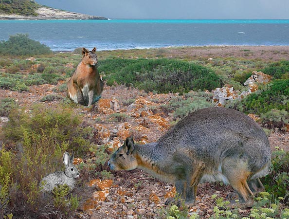 Present-Day Rabbit's Ancestor Found in Siberia