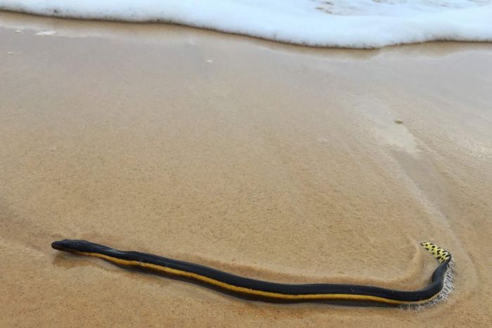 Venomous Tropical Sea Snakes Washed Ashore in Australia