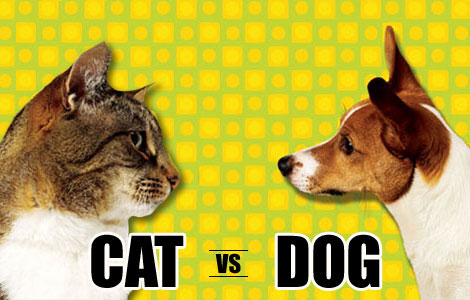 Your Dog Loves You Five Times More Than Your Cat!