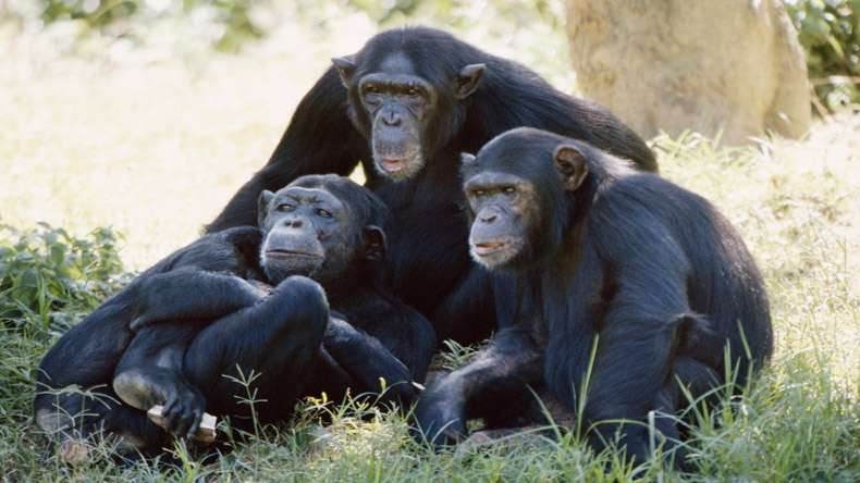 Chummy Chimps Harbour Richer Gut Bacteria
