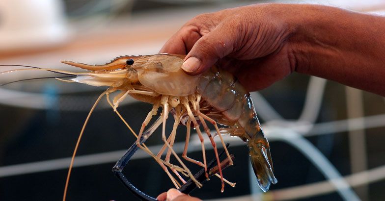 Exotic Shrimp Production to Get a Boost in Kerala