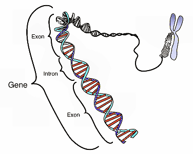 How New Genes Emerge During Evolution