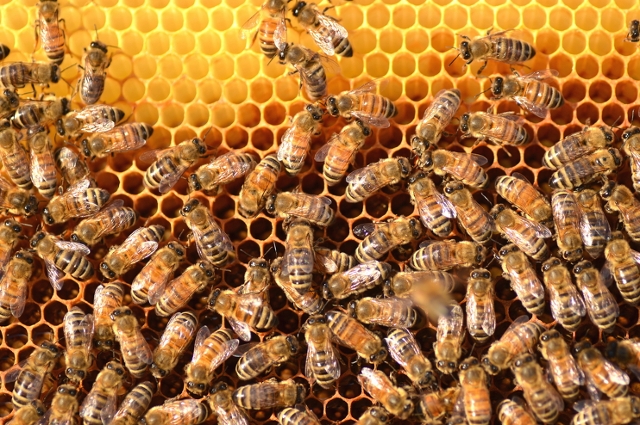 Humans Responsible for Spreading Bee Killing Virus: Study