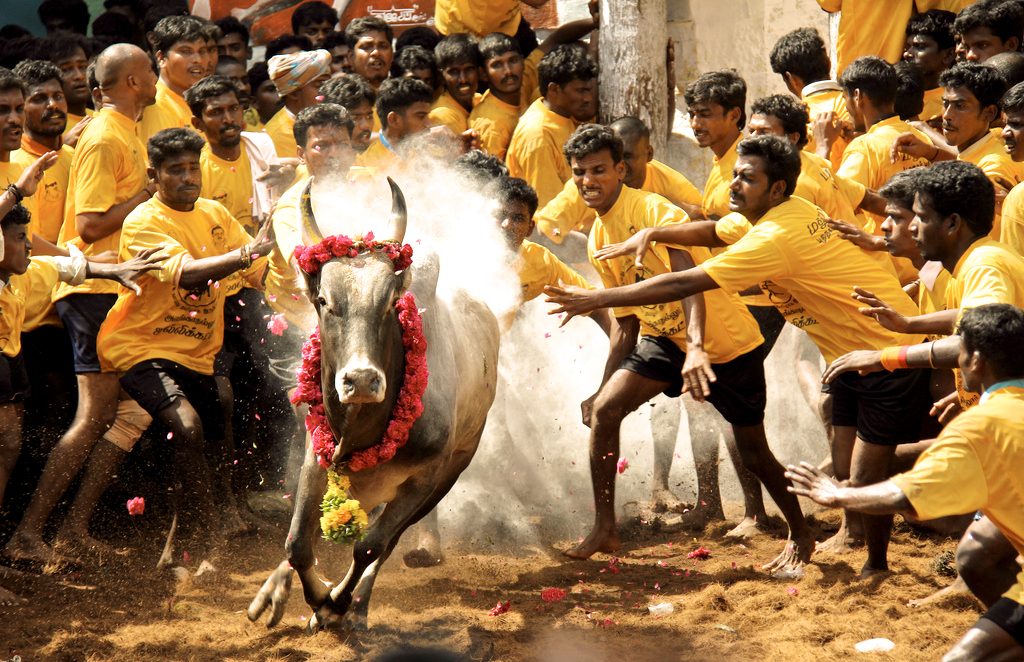 Advani, Manmohan Against Bull-Fights, Says Animal Rights NGO