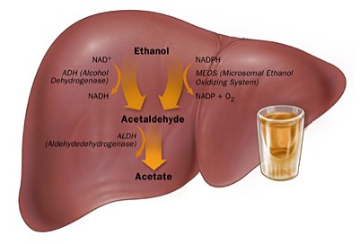Alcohol Allows Bacteria to Infiltrate into Liver