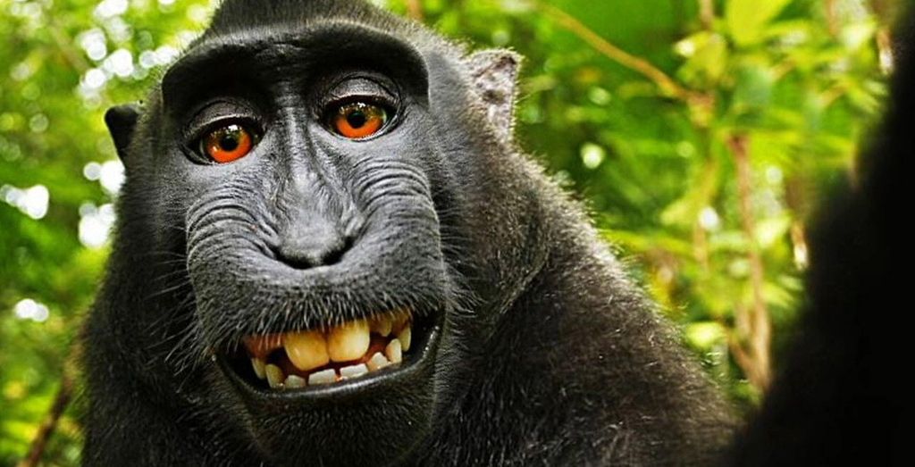 'Selfie Monkey' Can Sue Again for Copyright Infringement