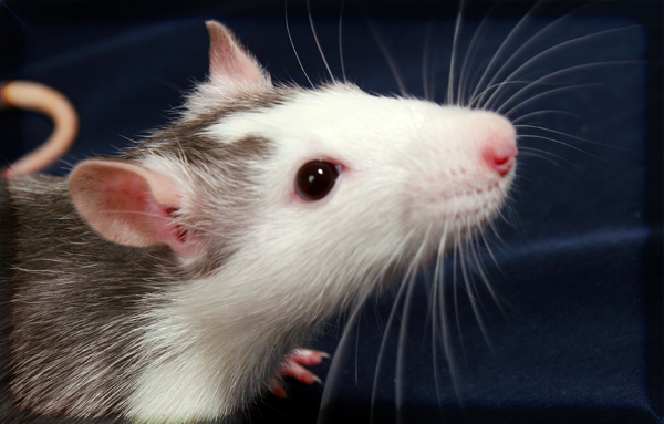 How Rats Respond to Fear Can Fix Stress Disorder in Humans
