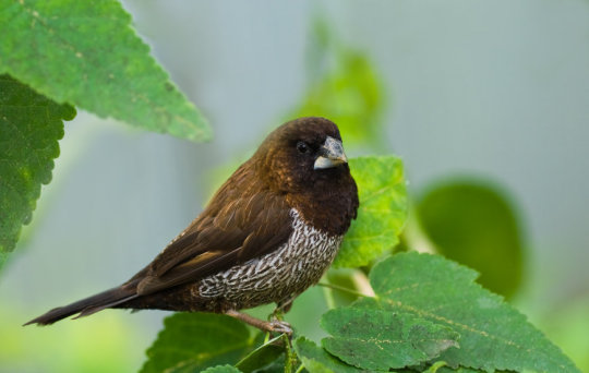 New Bird Species with Musical Tone Discovered in India