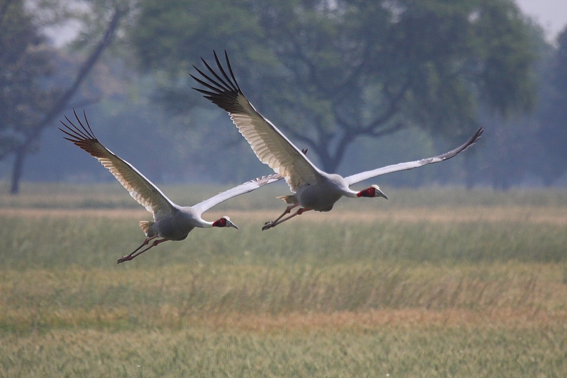 Sarus crane population largely stable in India (Wildlife Feature)