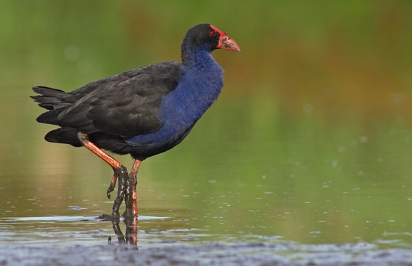 Purple swamphens found in China