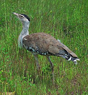 Bustards captive breeding centre in Rajasthan mulled