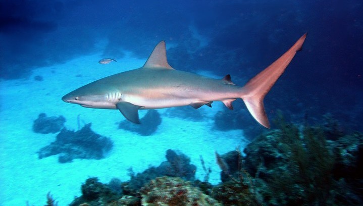 Coral reef sharks not apex predators