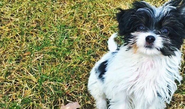 Gisele Bundchen, Tom Brady adopt rescue dog named Fluffy