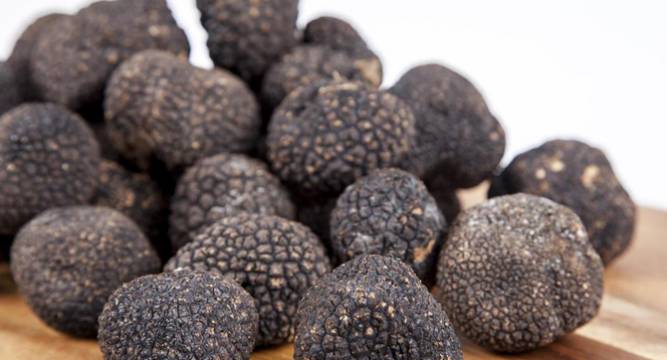 Mouth-watering truffles not contaminated by radioactivity: Study