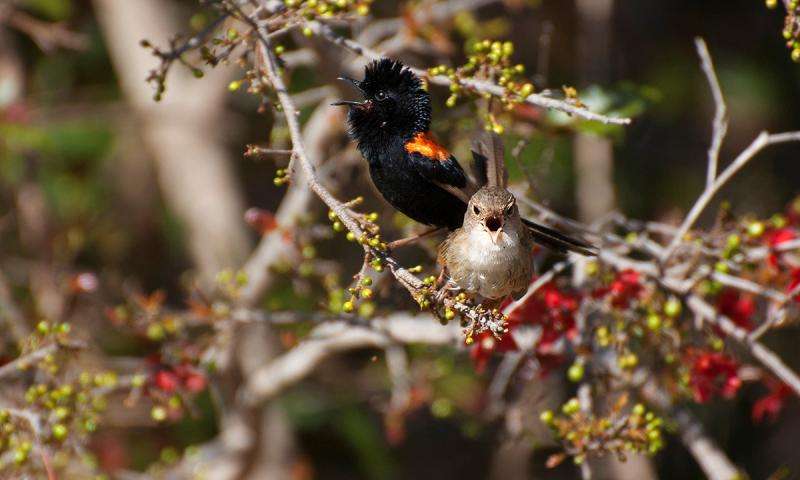 Singing duet may help this bird couple to stay together