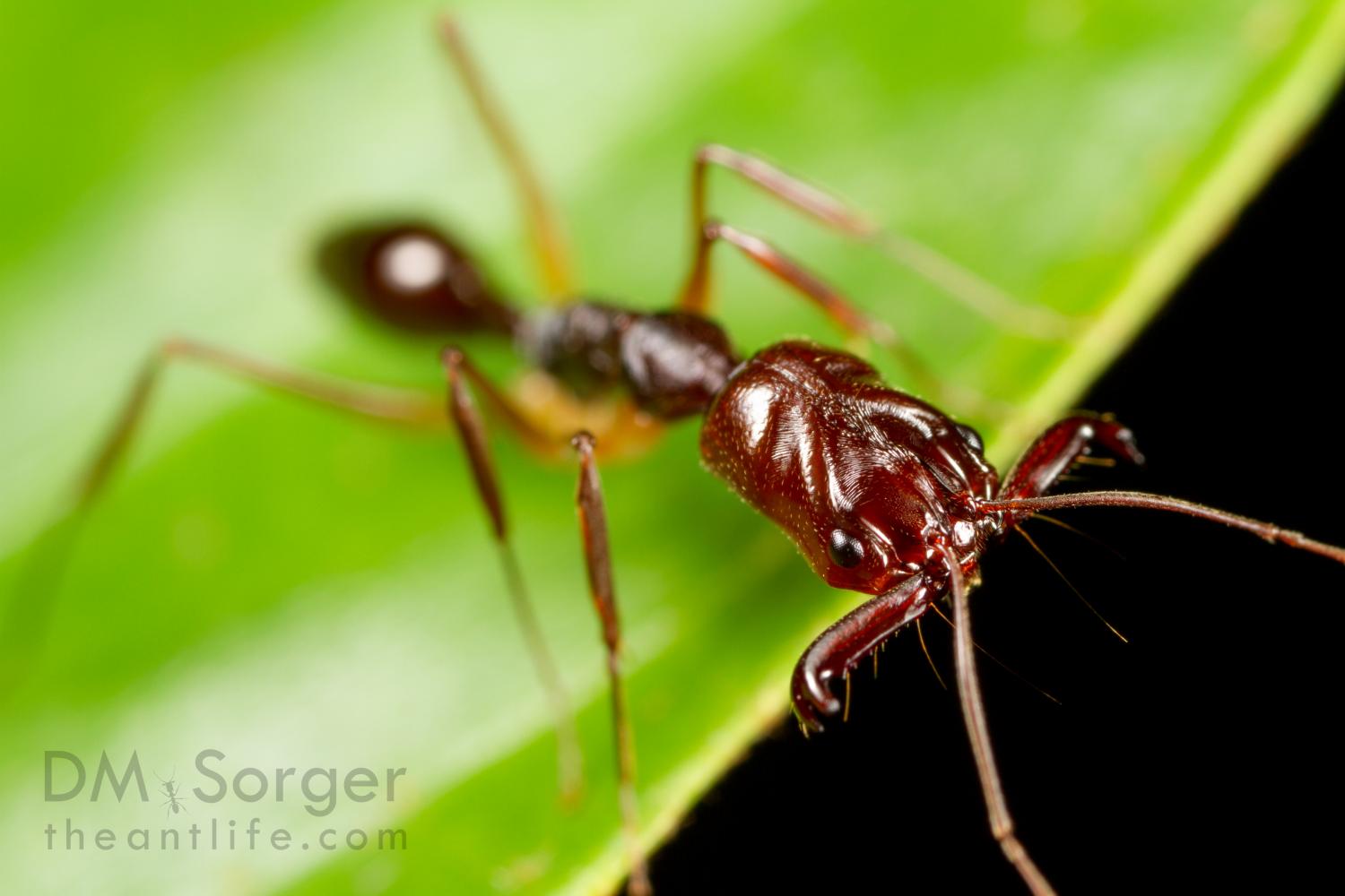 Learn Boxing from Trap-Jaw Ants