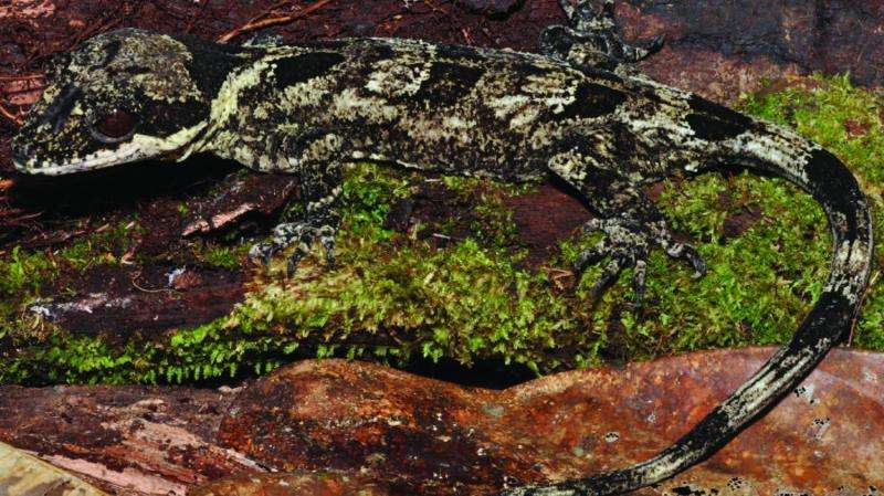 Two New Giant Bent-Toed Gecko Species Found in New Guinea