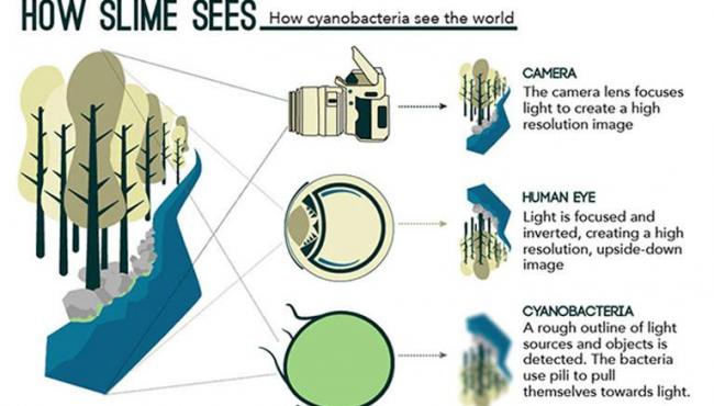 Watch Out! Bacteria Can See Like Human Beings