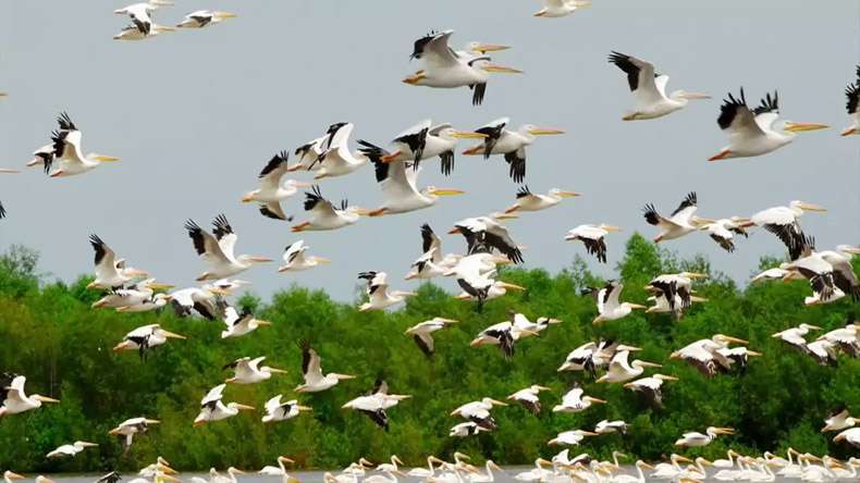 Birds Of 11 Rare Species Found in Jharkhand