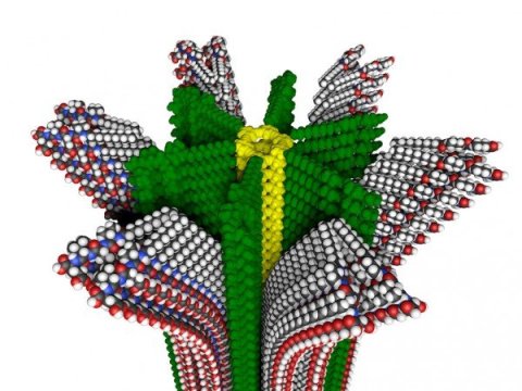 Novel Polymer May Lead to Artificial Muscles Soon