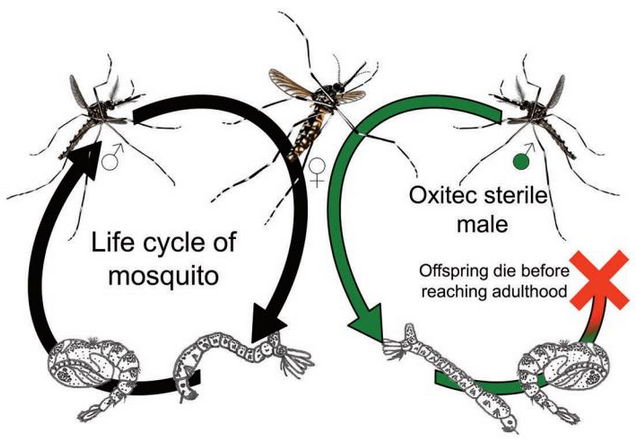 War Against Mosquitoes Transmitting Zika Attracts Applause, Controversy
