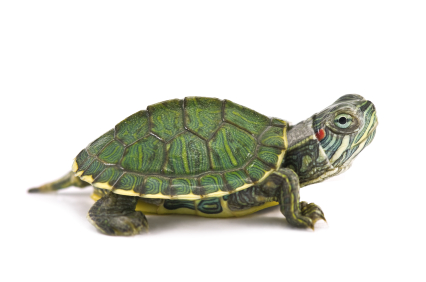 Prehistoric Humans Savoured Roasted Turtles!