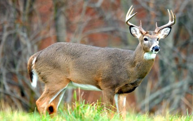 Malaria Infects White-Tailed Deer Too
