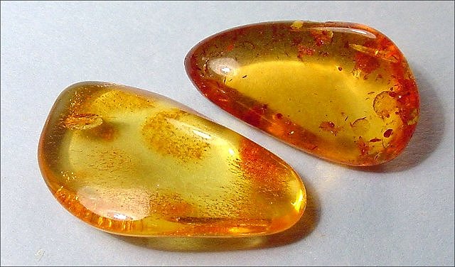 100 Million-Year-Old Amber Points to Oldest Animal Societies