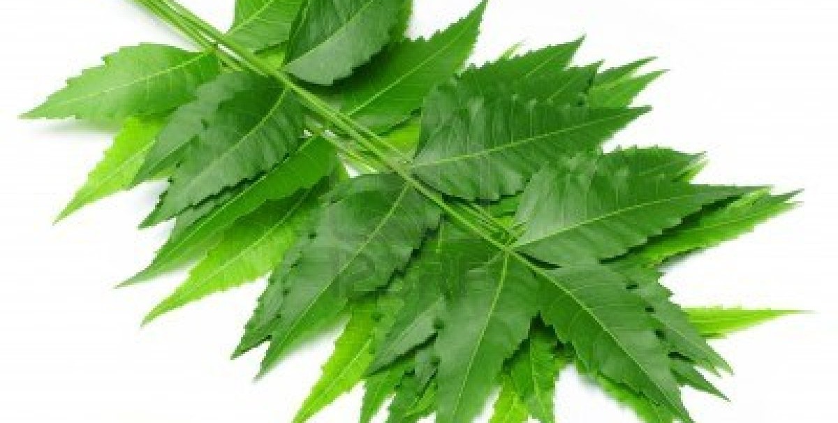 Neem Extract Shows Promise in Pancreatic Cancer Treatment