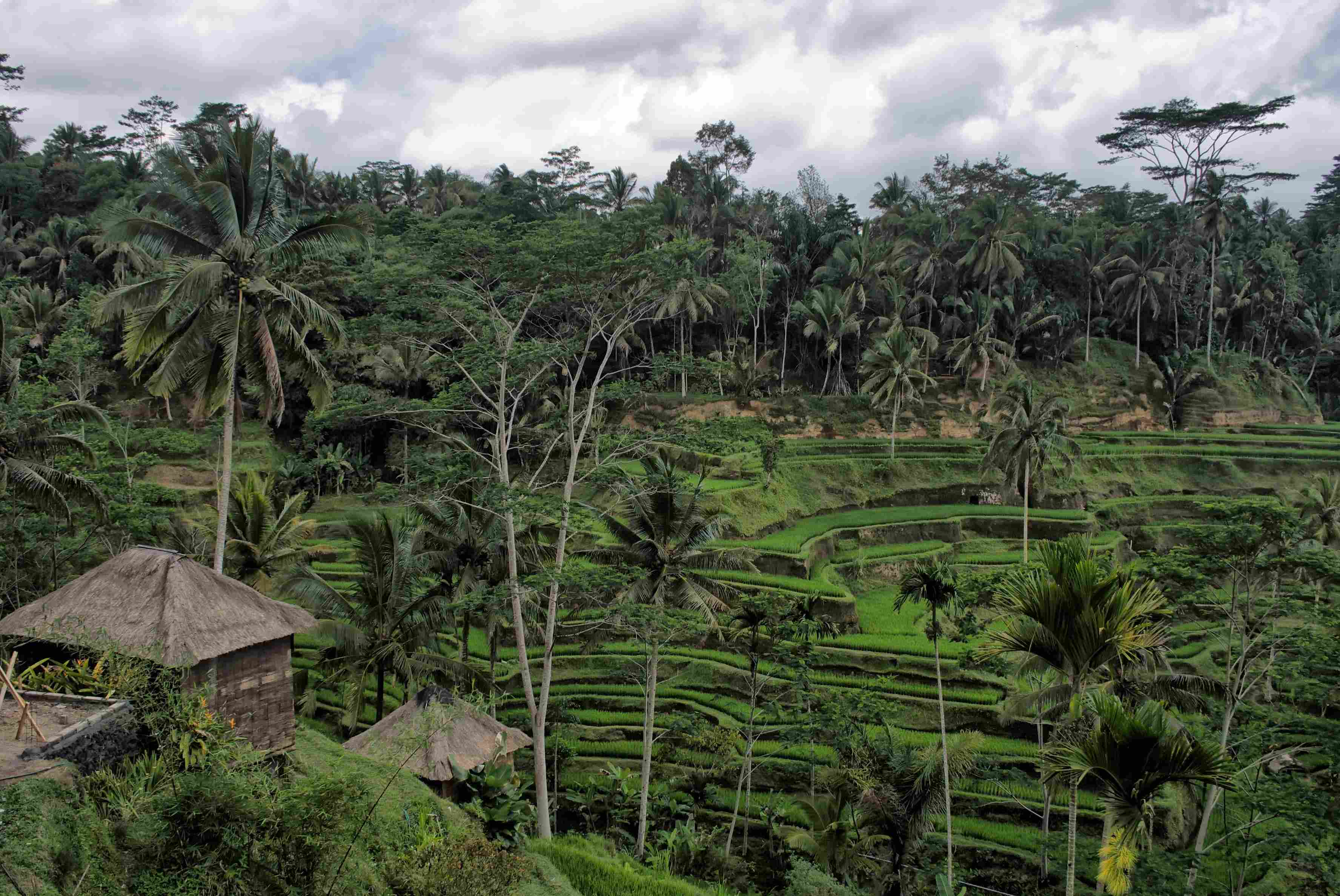 Spend time with nature to shun depression