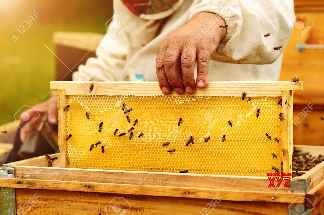 Turning a new leaf: Barabanki moves from hooch to honey Turning a new leaf: Barabanki moves from hooch to honey