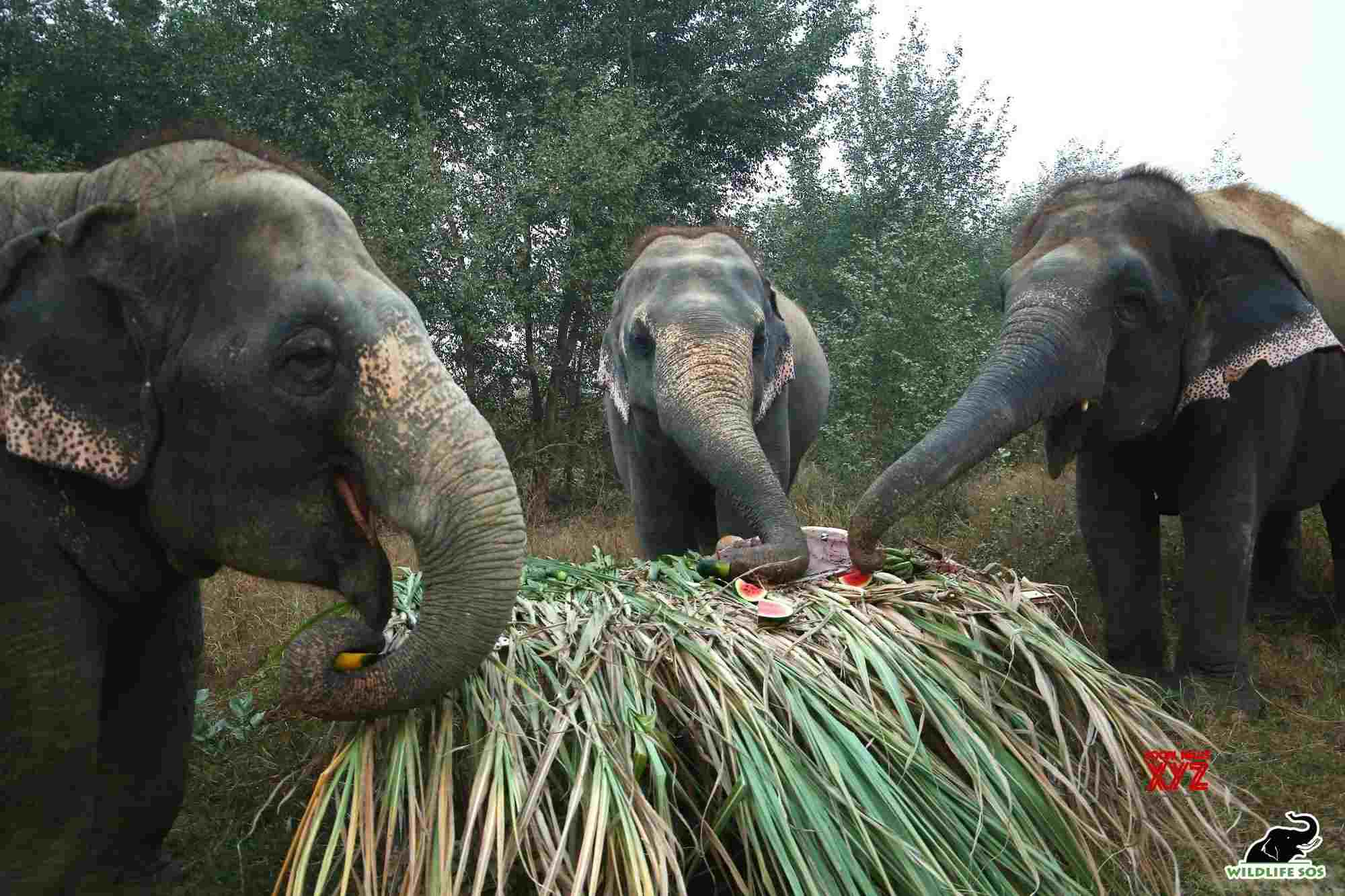 28 elephants in Mudumalai Tiger Reserve tested for Covid 28 elephants in Mudumalai Tiger Reserve tested for Covid