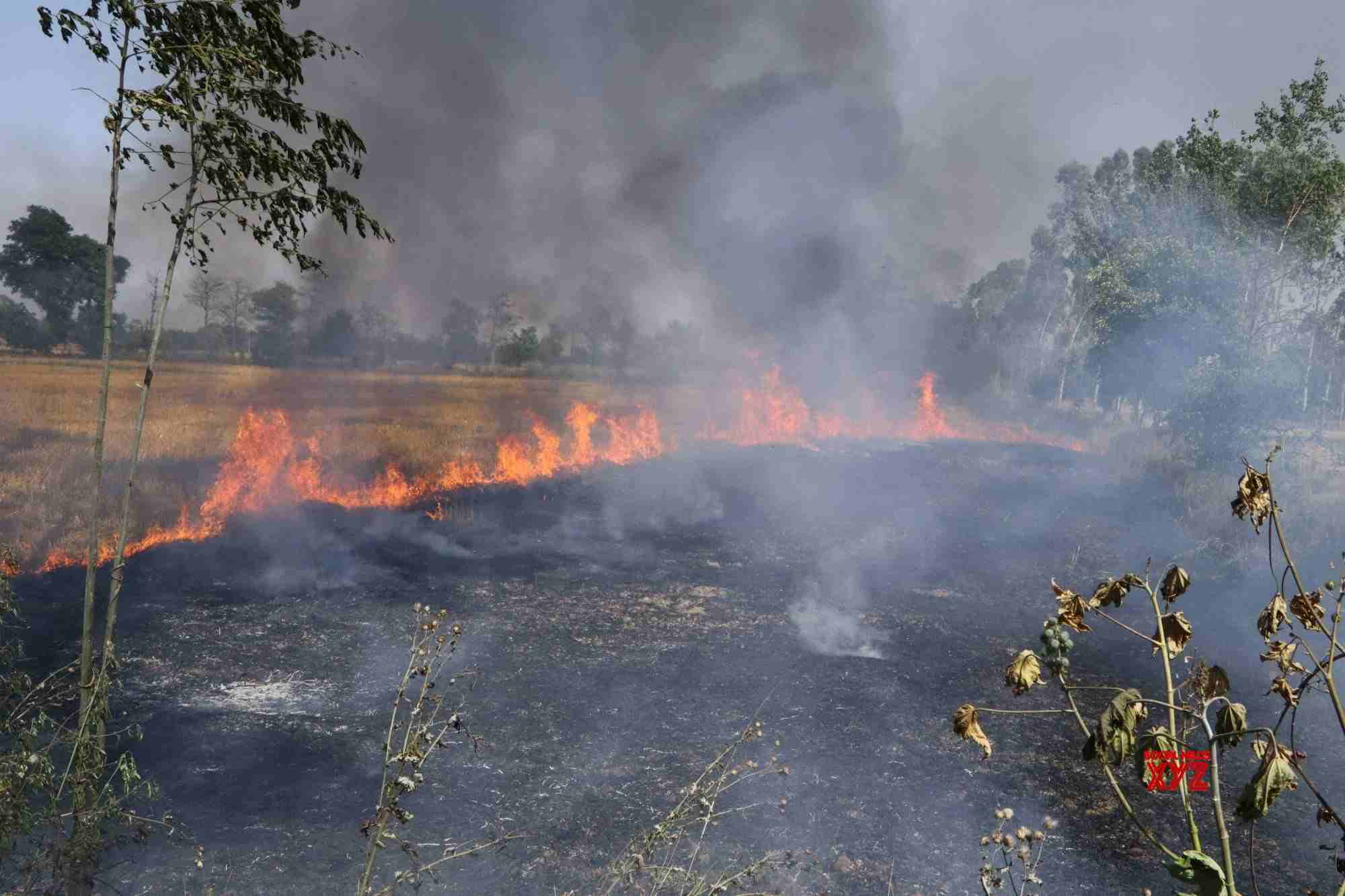Farm fires in Punjab this year till now less than last year's, but more than 2019 Farm fires in Punjab this year till now less than last year's, but more than 2019