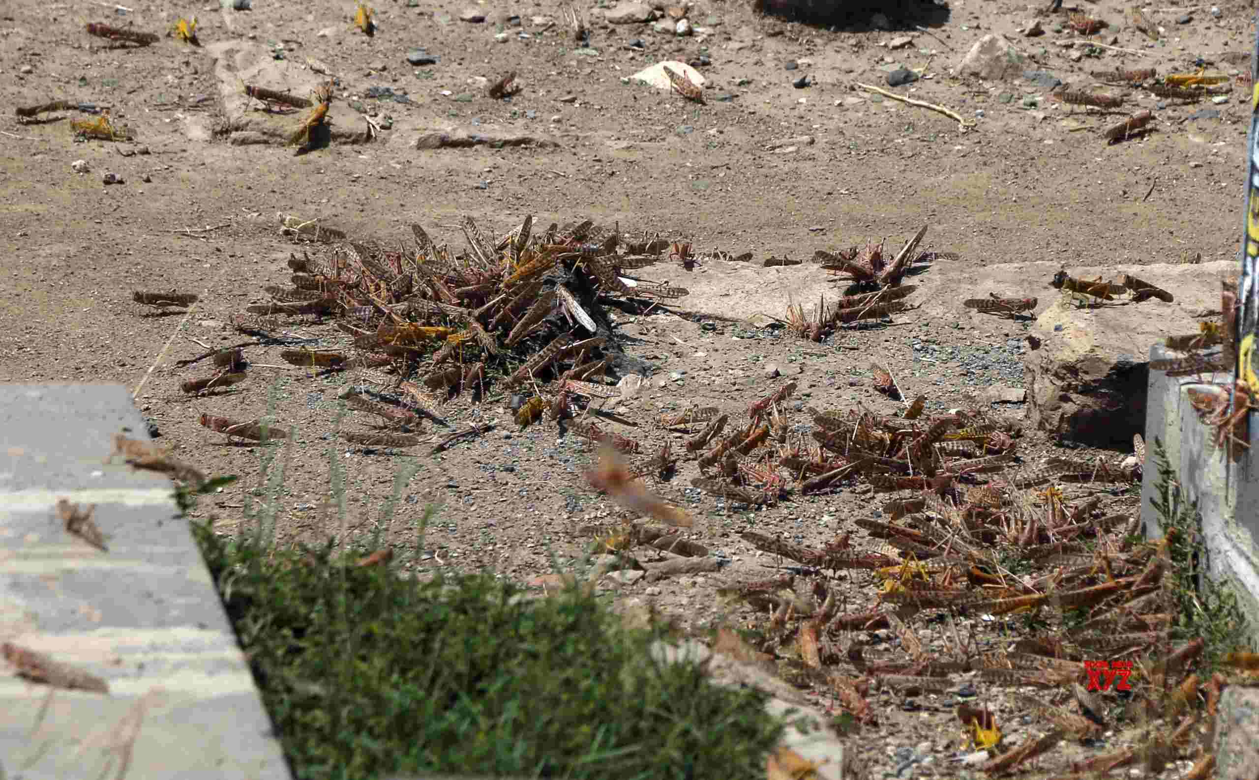 More desert locust swarms to hit Ethiopia, Kenya: FAO More desert locust swarms to hit Ethiopia, Kenya: FAO