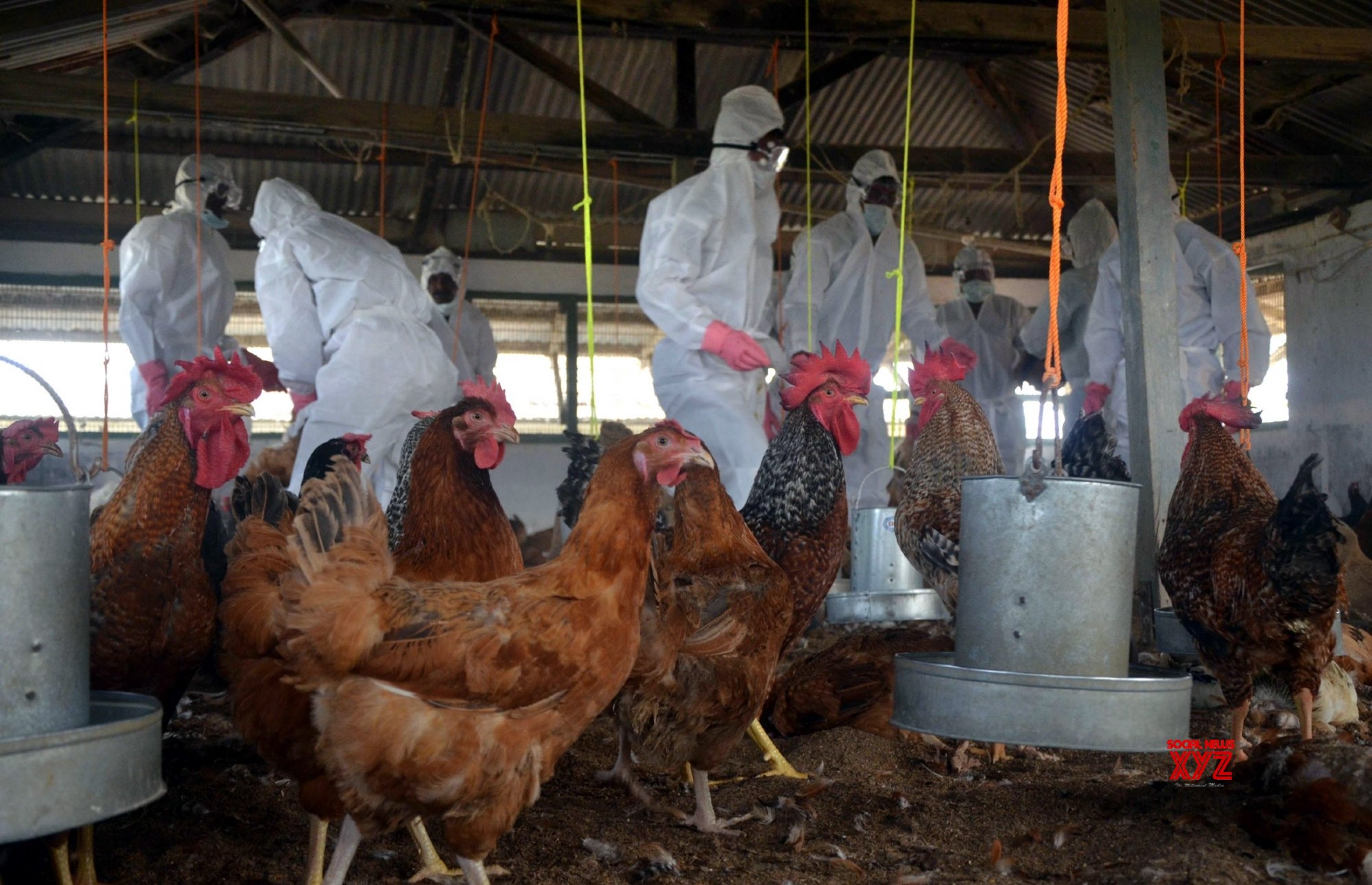 Bird flu cases in two Kerala districts ring alarm bells Bird flu cases in two Kerala districts ring alarm bells