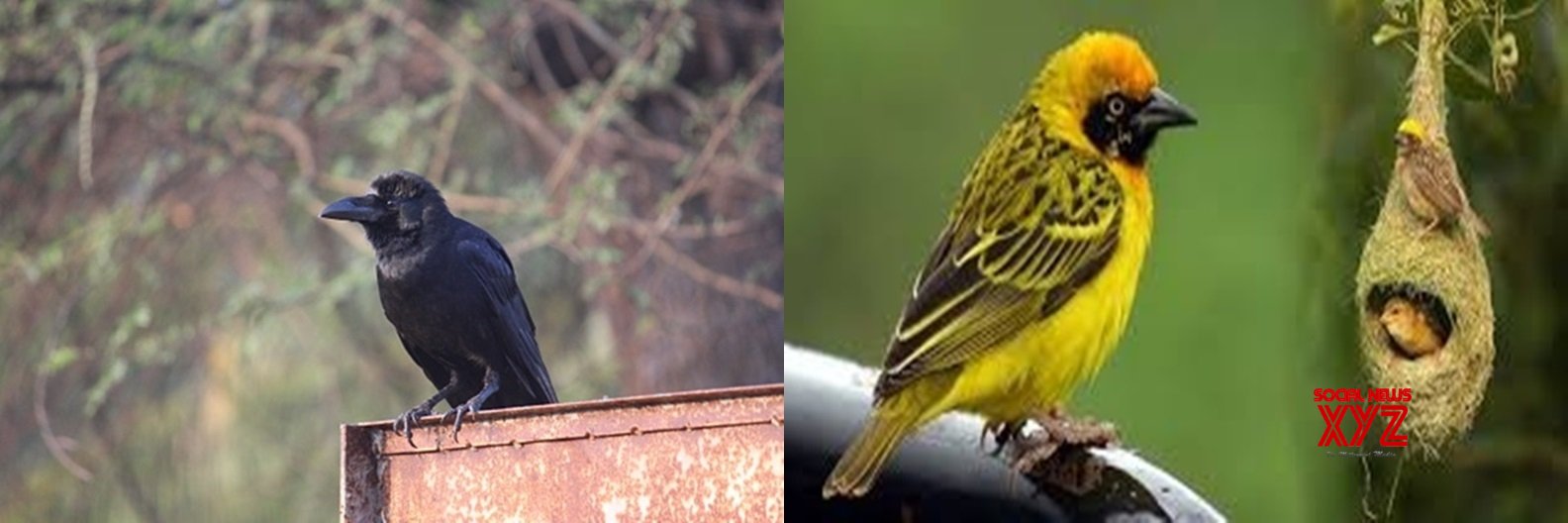 Bird Flu in Raj: 140 more crows found dead Bird Flu in Raj: 140 more crows found dead