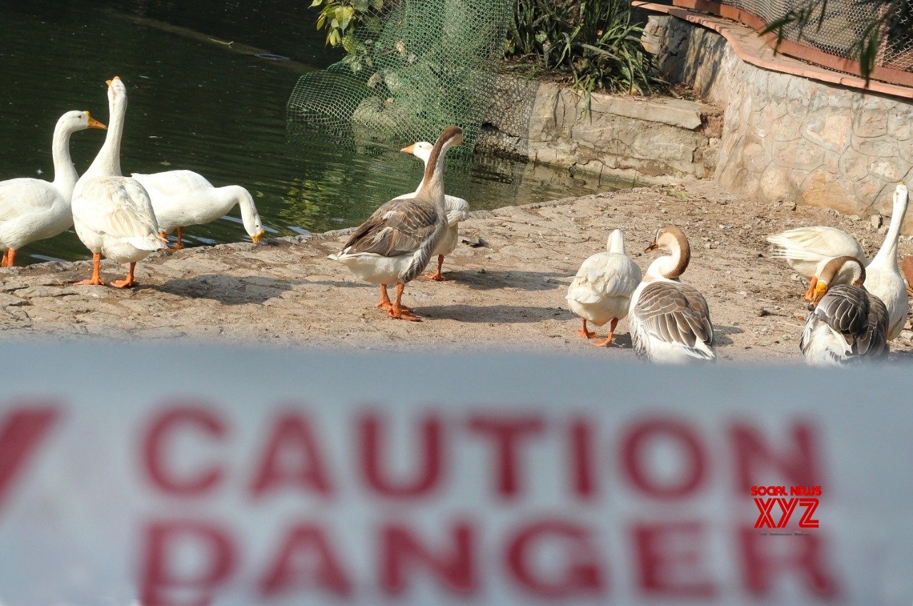 S. Korea reports another suspected bird flu case S. Korea reports another suspected bird flu case