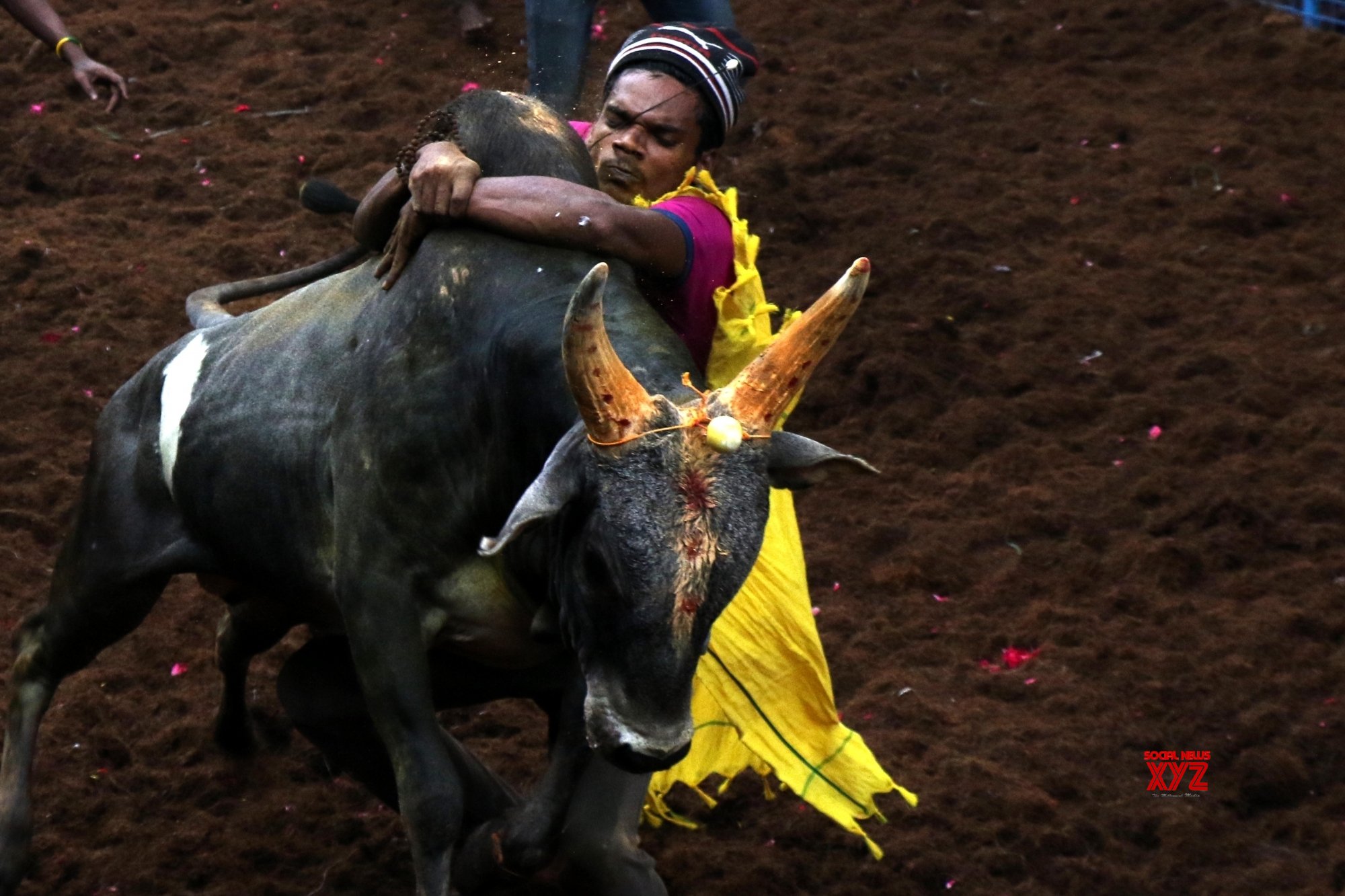 Advance life support ambulance turns saviour for jallikattu injured in TN Advance life support ambulance turns saviour for jallikattu injured in TN