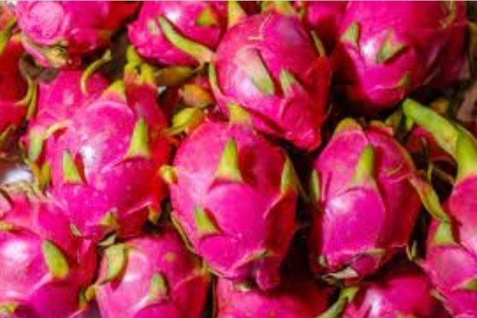 India exports first consignment of dragon fruit to Dubai India exports first consignment of dragon fruit to Dubai