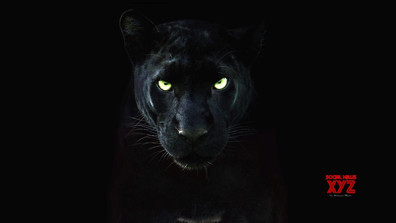 Assam Congress slams transfer of black panthers to private zoo in Gujarat Assam Congress slams transfer of black panthers to private zoo in Gujarat