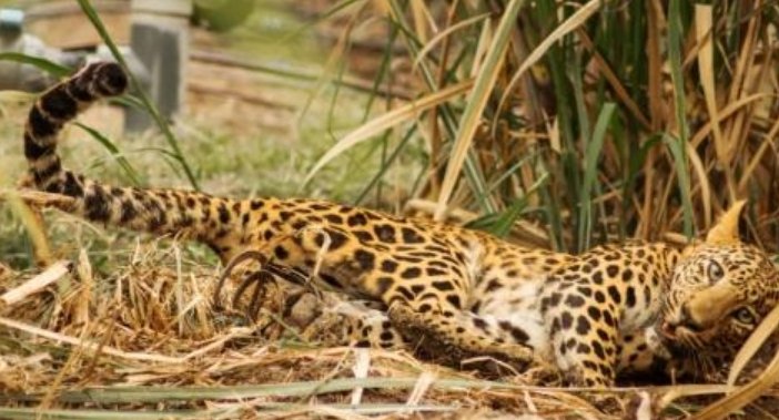 Leopard cub found dead in Pilibhit Reserve Leopard cub found dead in Pilibhit Reserve