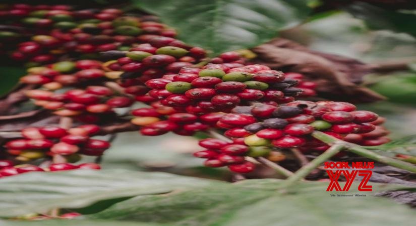 K'taka coffee planters disappointed with Budget K'taka coffee planters disappointed with Budget