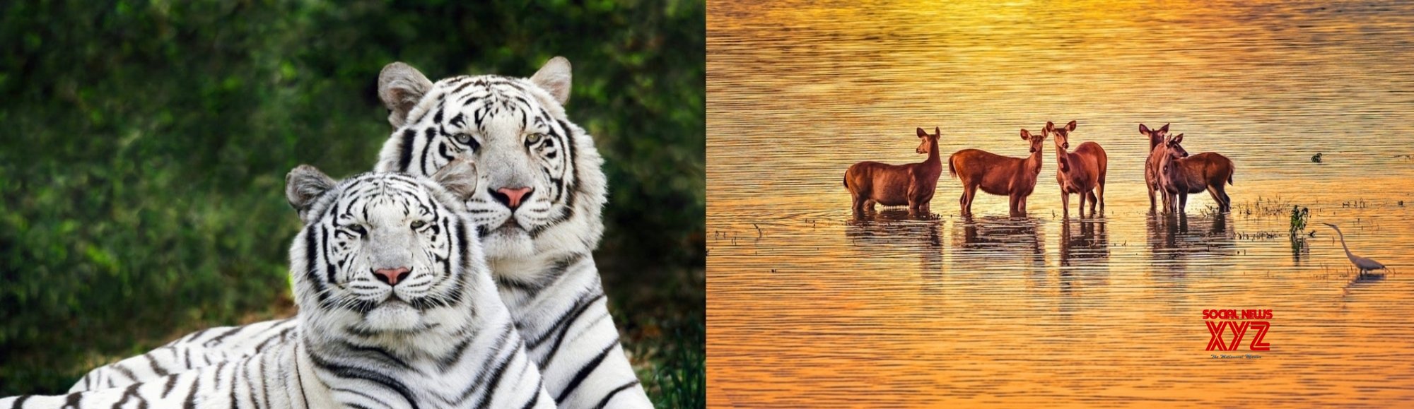World Wildlife Day: VP, PM stress on protection of animals World Wildlife Day: VP, PM stress on protection of animals
